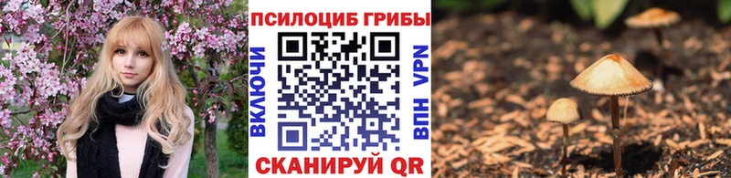 купить закладку  Горно-Алтайск  Галлюциногенные грибы Cubensis 